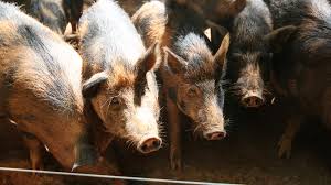 Smithfield closes Sioux Falls pork plant indefinitely, warns on ...