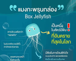 รูปภาพแมงกะพรุนกล่อง