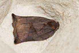 Image result for Archips podanus