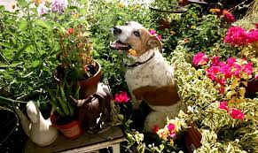 Imparate a conoscerle attraverso le nostre foto e schede informative dettagliate. Il Terrazzo A Prova Di Cane Crea Giardino Terrazzo Con Cane