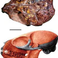 Function Of The Mammalian Postorbital Bar