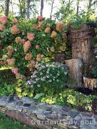 Image result for Cleome elegantissima