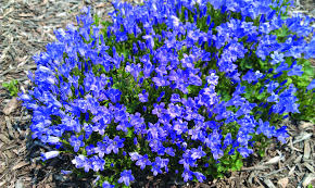 Perennial Solutions Campanula Portenschlagiana Miss Melanie Greenhouse Product News Summer Flowers Beautiful Flowers Garden Perennials