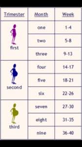 17 weeks pregnant chart www bedowntowndaytona com