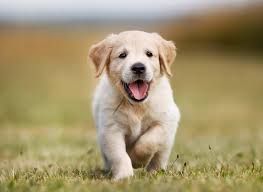 Lab puppies for sale in indiana under 500. Labrador Names 500 Unique Cool Best Names For Labs All Things Dogs All Things Dogs