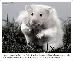 Return Of The Memes Dust Off The Bible Bear Hamster Hamster Animals