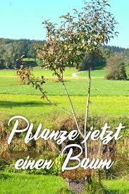 Wie Man Baume Richtig Pflanzt Eine Anleitung Haus Und Beet Baume Pflanzen Baume Garten Zwergbaume