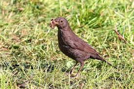 How to stop birds from eating seedlings and plants. How To Stop Birds Digging Up Your Lawn