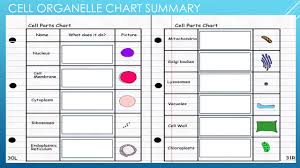 cell organelle chart summary ppt download