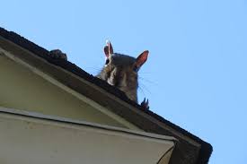 It's best to remove the nests as soon as you can. Top 10 Tips To Keep Your Home Rodent And Squirrel Free This Fall