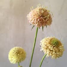 Image result for Scabiosa
