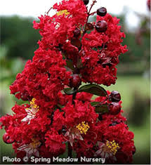 Check spelling or type a new query. Dynamite Crapemyrtle Tree On The Tree Guide At Arborday Org