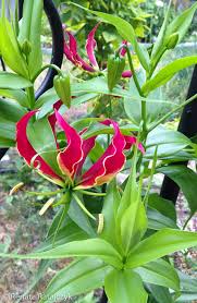 Image result for Gloriosa superba