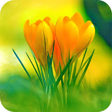 The flower wallpapers also work well as background pictures for your iphone or android smartphone. Flowers Wallpaper Apps On Google Play