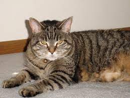 The Types Of Tabby Coat Patterns Grey Tabby Cats Tabby Cat Silver Tabby Cat