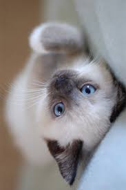 Siamese are really a breed unlike any other. Adventure Awaits Cute Cats Beautiful Cats Cute Animals