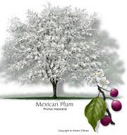 This tree is considered both a flowering tree and an ornamental tree. Texas Tree Selector