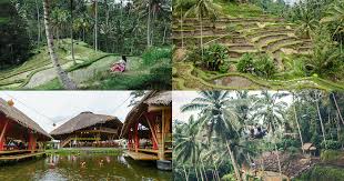 Namun begitu, terdapat pelbagai tempat menarik untuk dikunjungi di pulau mutiara ini. Wisata Ubud Bali Dan Sekitarnya Daya Tarik Tiket Masuk Peta Lokasi