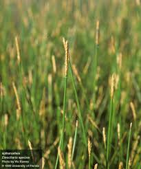 Image result for Eleocharis naumanniana