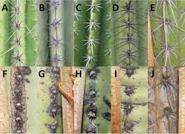 Cactus makes setting up a website look easy. Areole Changes During Bark Formation For Columnar Cactus Species