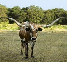 The texas longhorn is a breed of cattle known for its characteristic horns, which can extend to over 100 inches (2.54 m) tip to tip for cows and bulls. Breeds Texas Longhorn The Cattle Site