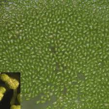 Image result for Wolffiella repanda