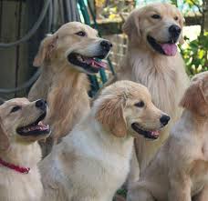 However, all golden retrievers cost about the same amount when you consider all of the other expenses that you can expect to incur. The Golden Retriever Lifetime Study Meet The Heroic Canine Participants