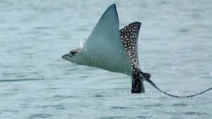 Any of various rays of the family myliobatidae of tropical and. Jumping Eagle Ray Hits Injures Woman In Florida Keys Fl Keys News