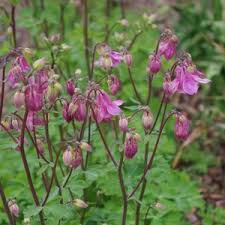Image result for Aquilegia pompom mix