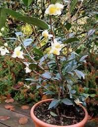How To Grow Tea Camellia Sinensis One Green Generation Plants Growing Tea Green Tea Plant