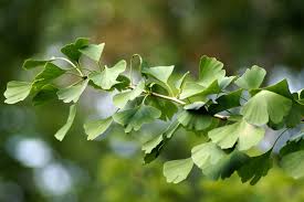 Ginkgo trees (class ginkgoopsida) are living fossils. Ask A Master Gardener The Ginkgo Tree A Real Dinosaur Extension Dodge County