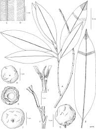 Image result for Triumfetta setulosa