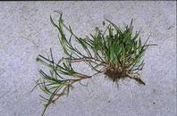 Image result for Kyllinga stenophylla