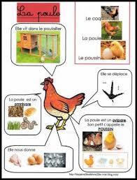 Fiches D Identite Animaux Les Patouilles De Bout2fee Poule Animaux De La Ferme Animaux