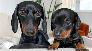 The dachshund, or wiener dog, is a lively, clever a dachshund can be a good fit for a novice owner as long as they attend obedience and puppy training classes. Dachshund Puppies 25 Days Old Youtube