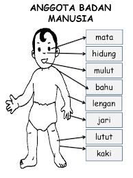 Kami harap anda akan menikmati sajak ini.visit. Anggota Badan Manusia