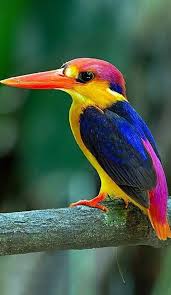 Flying Bird Of Paradise Drawing Birds Rings Abstract Birds Angry Birds Bird Kite Bird Aesthetic Birds Beaks Bird Printables Bird Tattoo Beautiful Birds Pet Birds Animals Beautiful