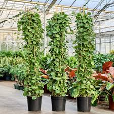 Image result for Cissus integrifolia