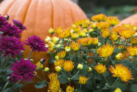 Jun 04, 2018 · potted plants are an easy way to add color to different parts of a yard, and they are mobile. 30 Best Fall Flowers To Plant Pretty Fall Plants Flowering Perennials