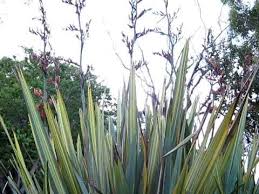 Biological flora of new zealand 10. New Zealand Flax Plant Youtube