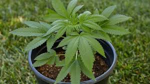 Read more >>> step 3: A Beginners Guide On How To Grow Weed Outdoors
