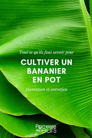 Mais comment l'entretenir pour qu'il ne périsse pas au bout si vous en voulez pas vous retrouver avec un bananier de 15 mètres de hauteur, optez pour une variété de bananier nain. Bananier En Pot Plantation Et Entretien Nos Conseils