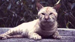 Affecting particular breeds as well as cats that have access to the outdoors, parasites and worms can cause a range of problems from small ailments, like an upset stomach, to bigger problems, such as death in extreme cases. Symptoms Of Tapeworms In Dogs And Cats Petcarerx