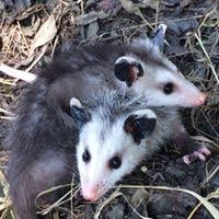 How to safely remove baby opossums opossums cause damage to properties by foraging on fruits, nuts, and ornamental plants. Opossum Operation Wildlife