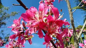 Image result for Dalechampia capensis