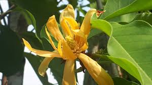 Image result for Magnolia champaca