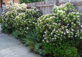 pin on gardening