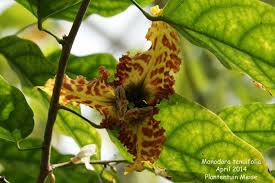 Image result for Monodora junodii