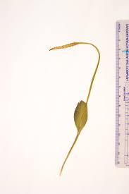 Image result for Ophioglossum thomasii