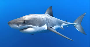 Aug 02, 2021 · there's a wide range of trivia questions here,. Which Shark Are You Quiz Quizony Com